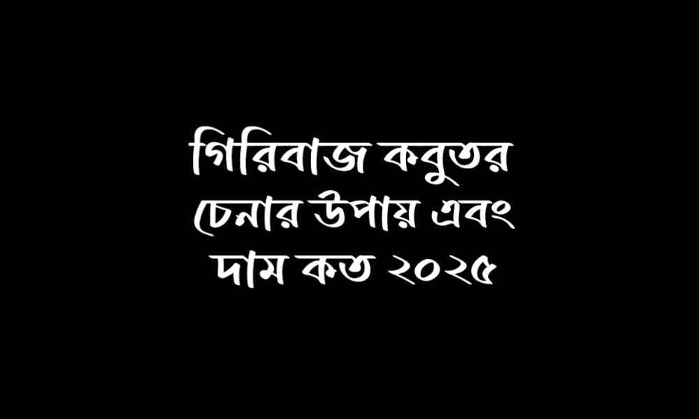গিরিবাজ কবুতর চেনার উপায় এবং দাম ২০২৫